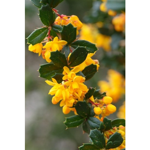 Berberis frikantii 'Telstar' - Zuurbes