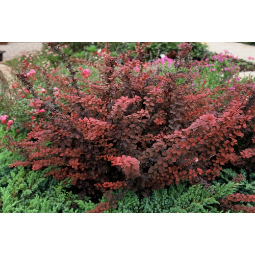 Berberis thunbergii Atropurpurea - Zuurbes