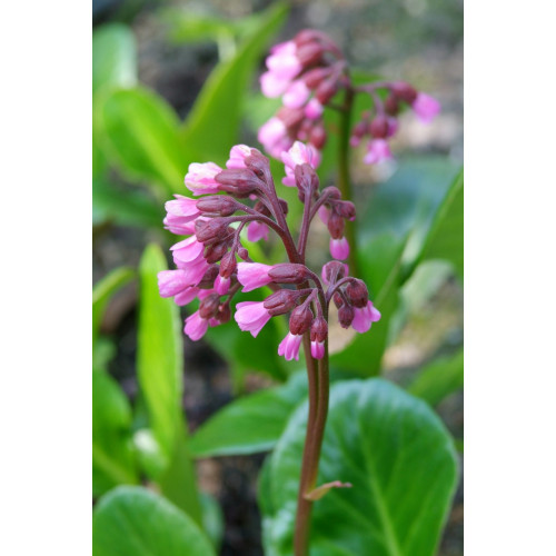 Bergenia cordifolia - Schoenlappersplant