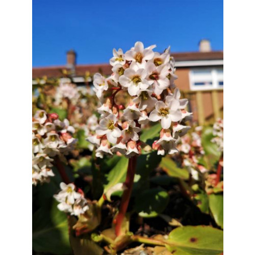 Bergenia “Bressingham White” - Schoenlappersplant