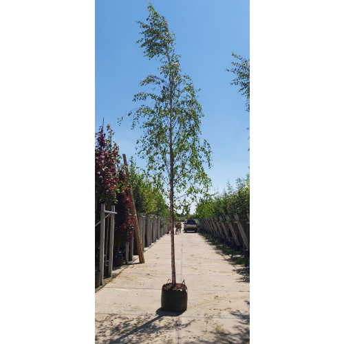 Betula pendula - Ruwe berk - boom