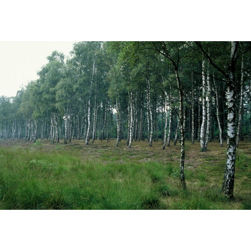 Betula pendula - Ruwe berk 