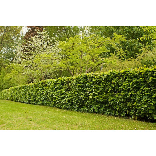 Fagus sylvatica - Groene beukenhaag