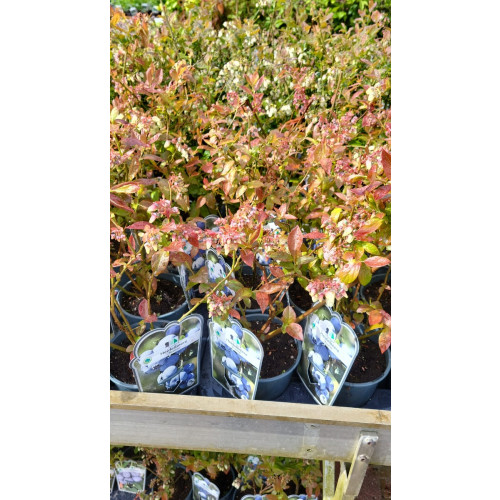 Vaccinium corymbosum - Partij blauwe bessen