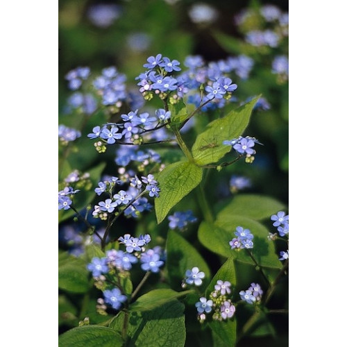 Brunnera macrophylla - Kaukasische vergeet-mij-niet