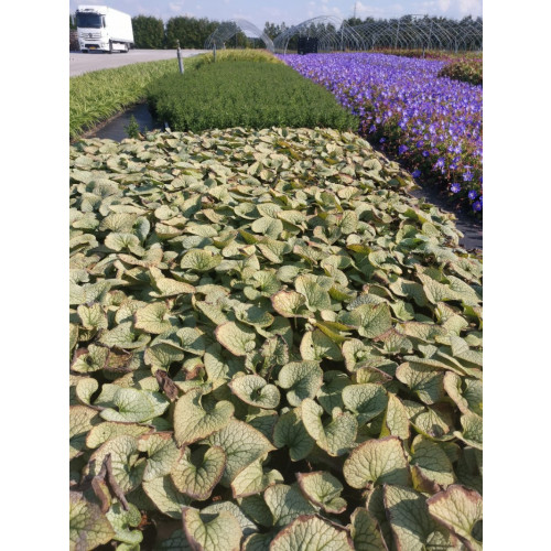 Brunnera Sterling Silver - Kaukasisch Vergeet Me Niet