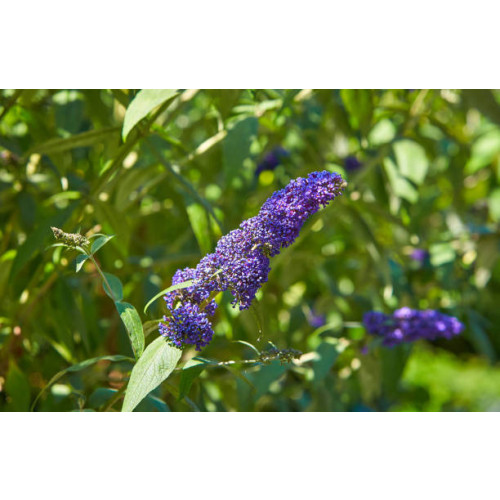 Buddleja Empire Blue - Vlinderstruik