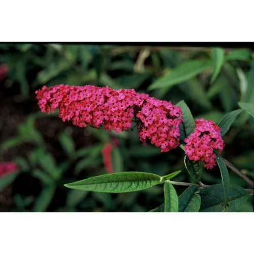 Buddleja davidii 'Royal Red' - Vlinderstruik