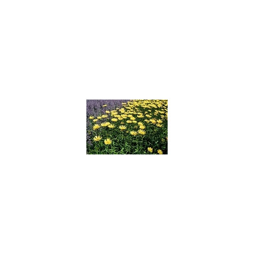 Buphthalmum salicifolium - koeienoog