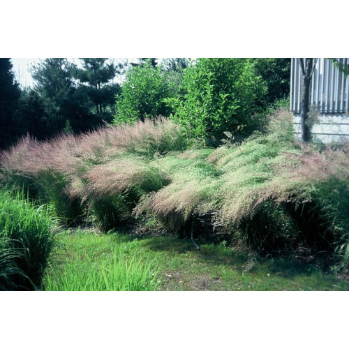 Calamagrostis acutiflora “Overdam” - Bont struisriet