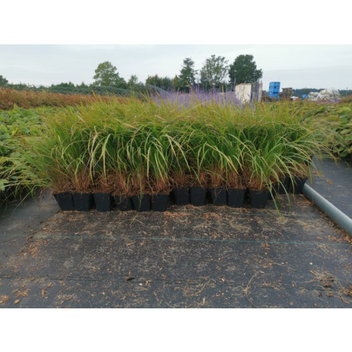 Calamagrostis brachytricha - Diamantgras