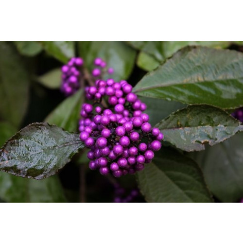 Schoonvrucht - Callicarpa bodinieri 'Profusion'