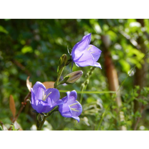 Campanula pers. Coerulea - Klokje