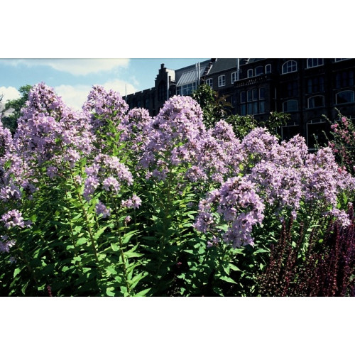 Campanula lactiflora Prichard's Variety - Klokjesbloem