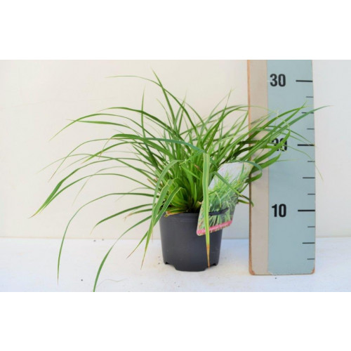 Zegge - Carex morrowii “Variegata”