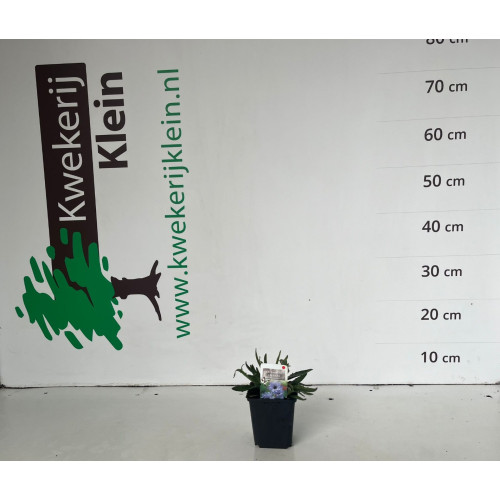 Catananche caerulea - Strobloem 