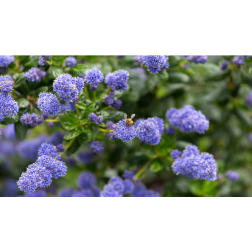 Ceanothus repens | Amerikaanse Sering