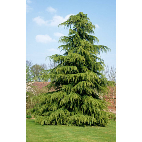 Cedrus deodara - Ceder - Himalayaceder