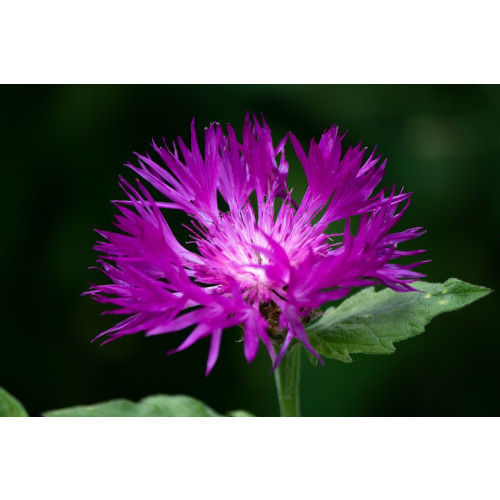 Centaurea dealbata - korenbloem