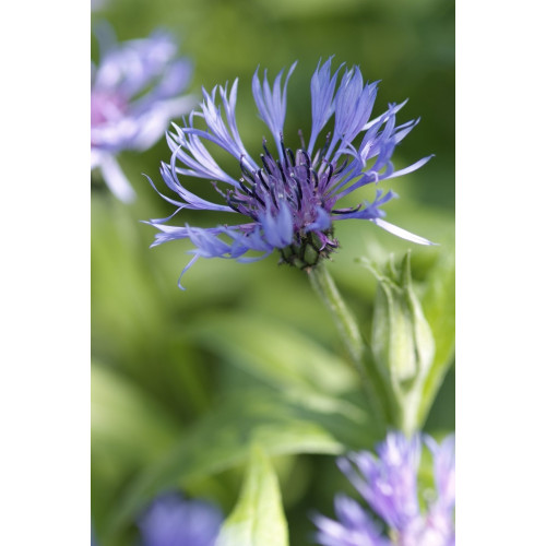 Centaurea montana 'Coerulea' - Korenbloem - 