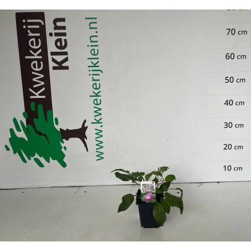 Centaurea dealbata - korenbloem