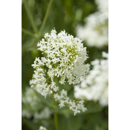 Centranthus ruber Albus - Spoorbloem