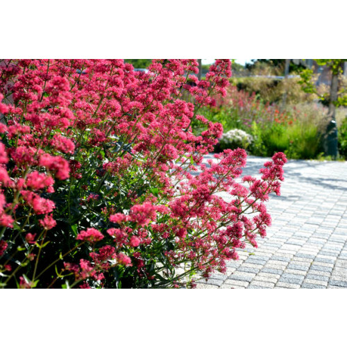 Centranthus ruber Coccineus - Spoorbloem