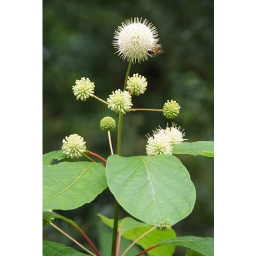 Kogelbloem - Cephalanthus occidentalis