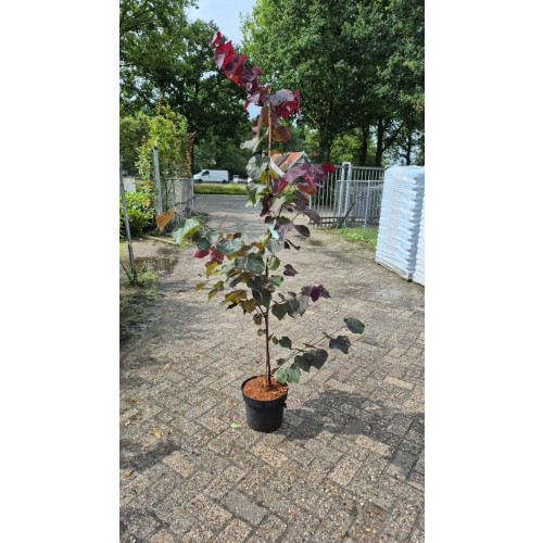 Judasboom - Cercis canadensis Forest Pansy ( struik )