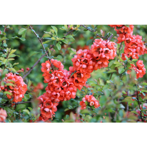 Chaenomeles japonica - Dwergkwee