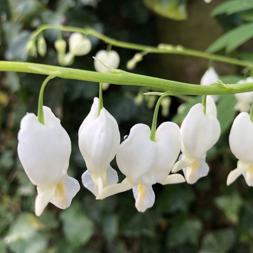 Chelone obliqua Alba - Schildpadbloem