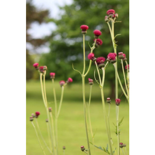 Cirsium Atropurpureum - Vederdistel