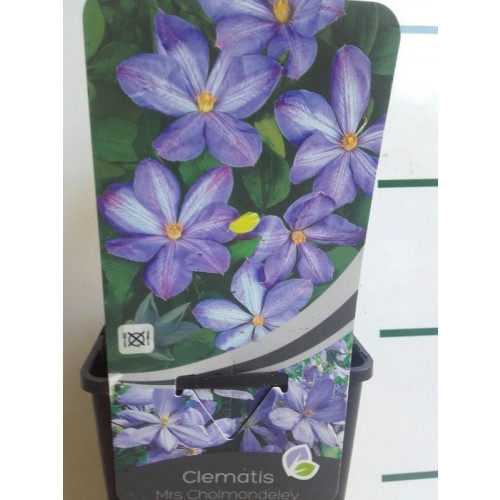 Bosrank - Clematis 'Mrs Cholmondely'