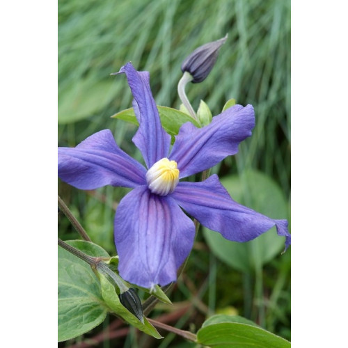 Clematis Dorothy Walton | Bosrank