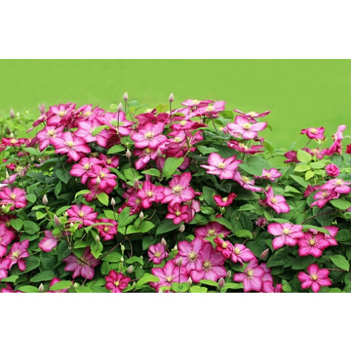 Clematis mont. Freda | Bosrank