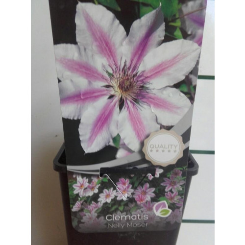 Clematis 'Nelly Moser' - Clematis