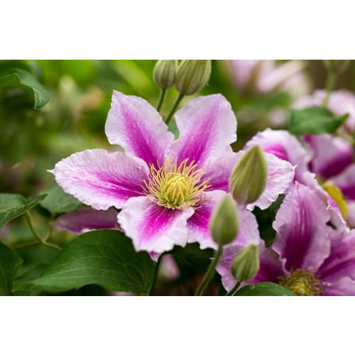 Clematis Piilu | Bosrank