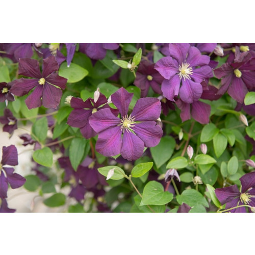 Clematis Polish Spirit | Bosrank