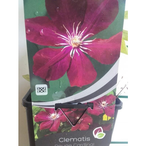 Bosrank - Clematis 'Rouge Cardinal'