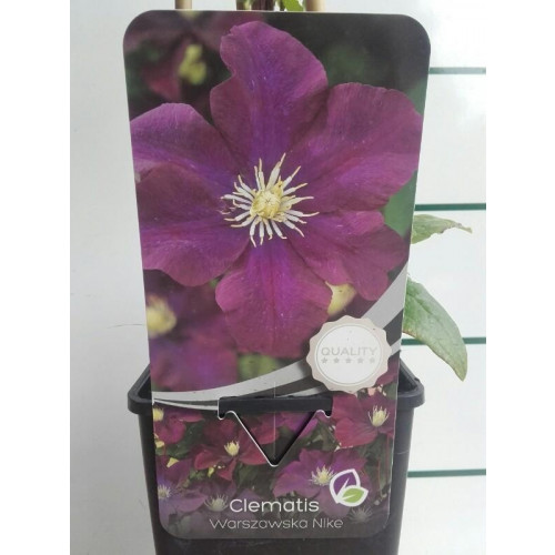 Bosrank - Clematis 'Warszawska Nike'