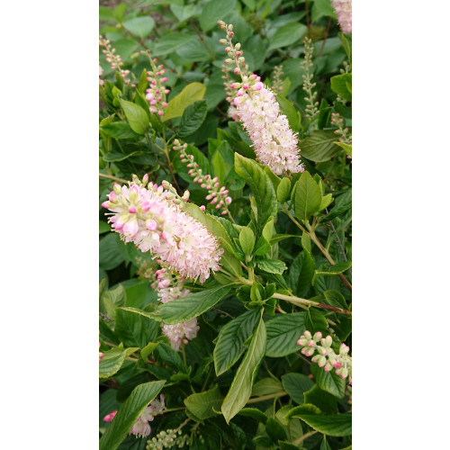 Clethra alnifolia Pink Spire - Schijnels