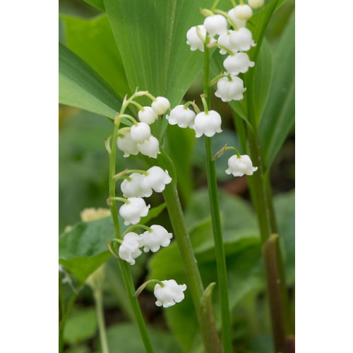 Convallaria majalis - Lelietje van dalen - 