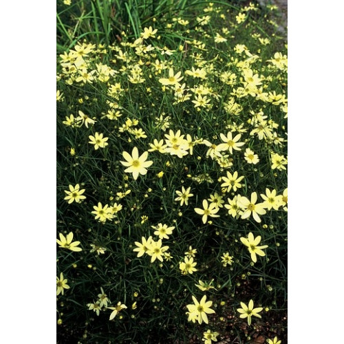 Coreopsis verticillata “Moonbeam” - meisjesogen