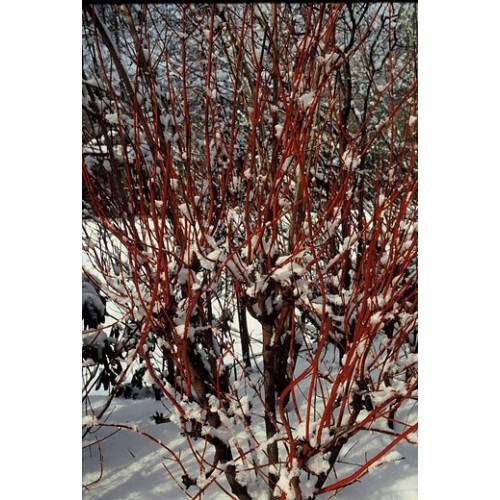 Cornus alba 'Kesselringii' - Witte kornoelje