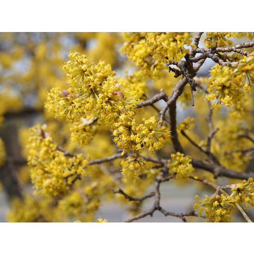 Haagpakket Bloei - 6 m. haag