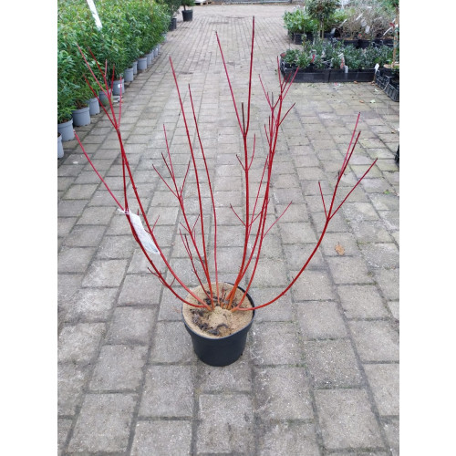 Cornus Siberian Pearls - Witte Kornoelje