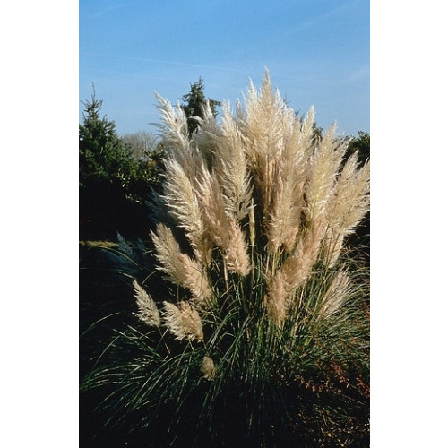 Pampasgras | Cortaderia