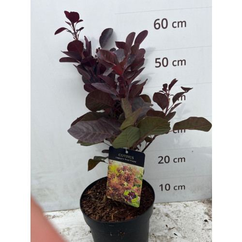 Cotinus cogg. Royal Purple | Pruikenboom