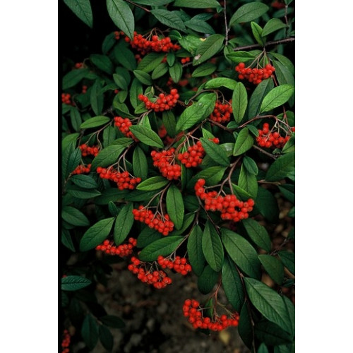 Cotoneaster bullatus - Dwergmispel