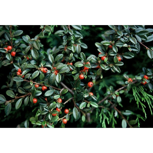 Cotoneaster dammeri 'Mooncreeper' - Dwergmispel